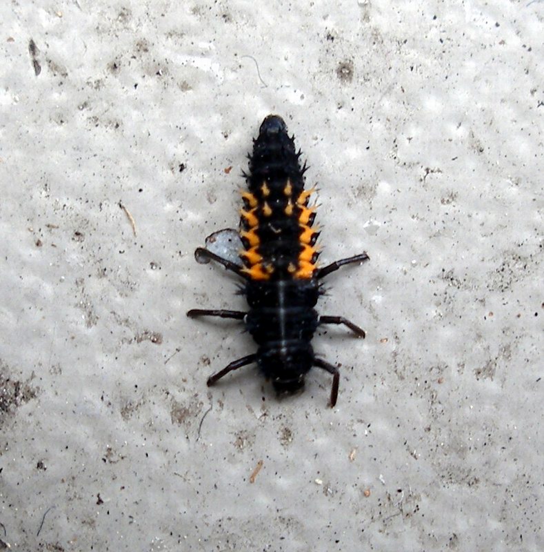 Ladybug larva