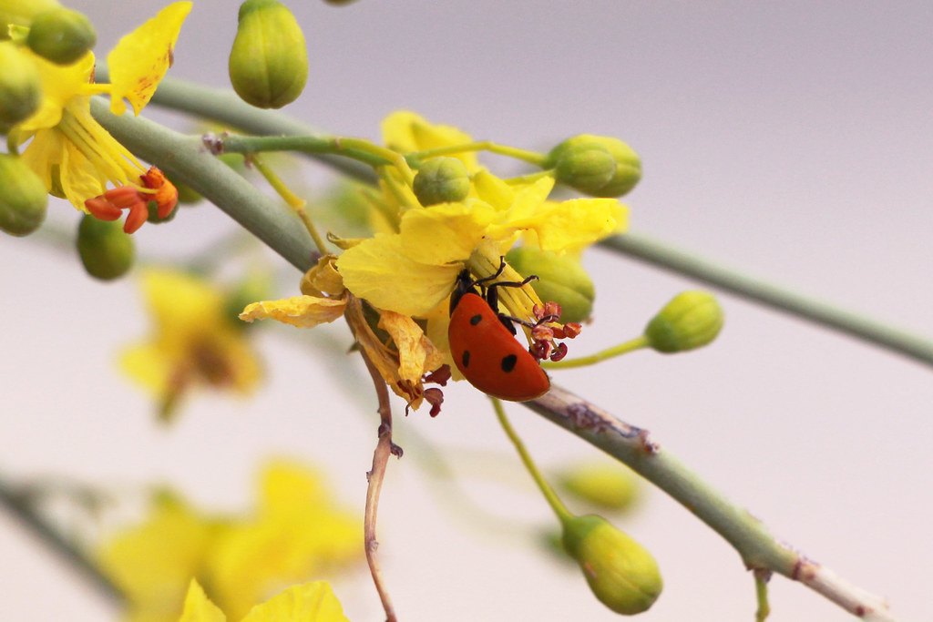 What ladybugs really are
