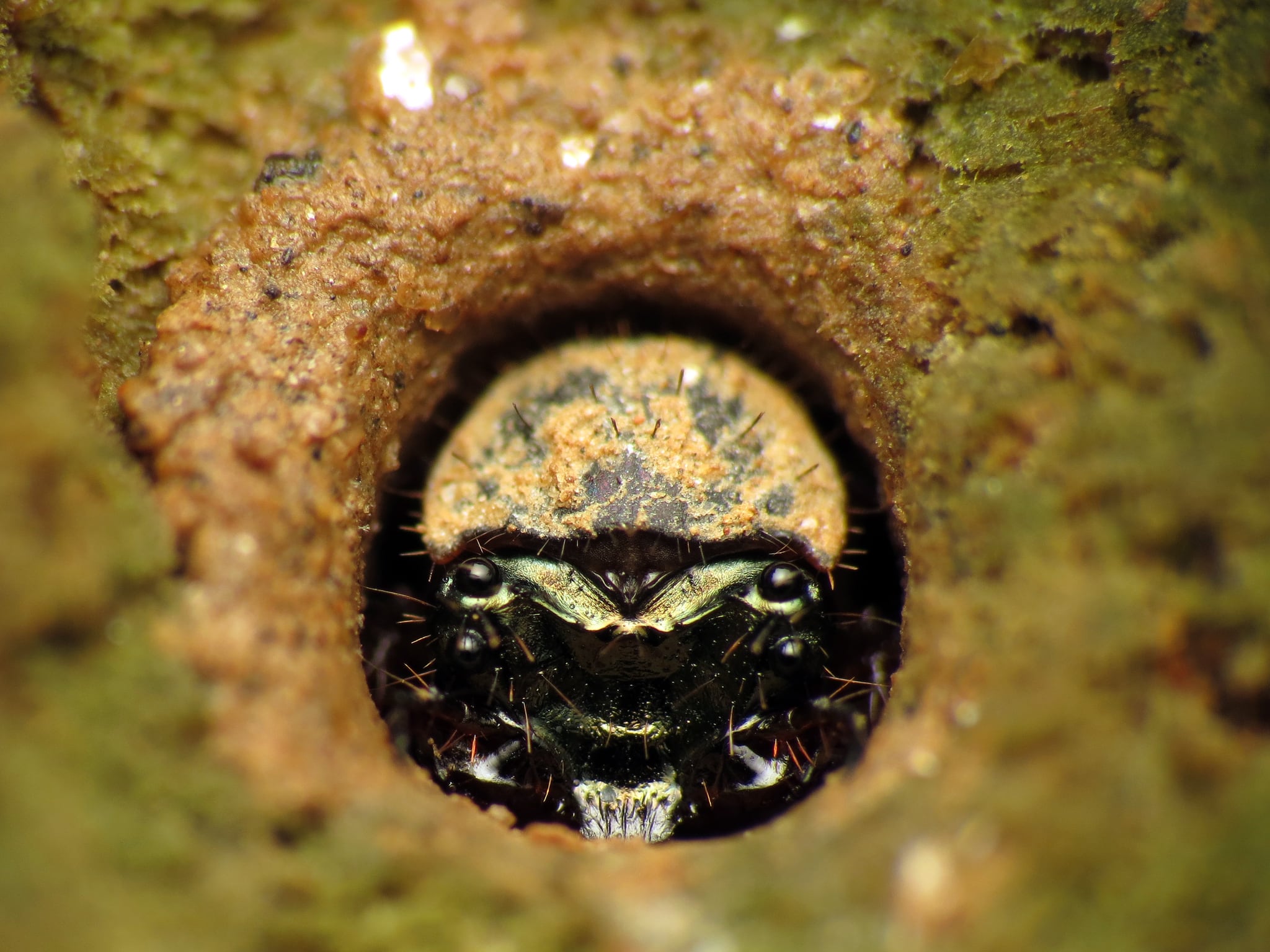 A closeup of the head of a tiger beetle larva at the entrance to its circular burrow.