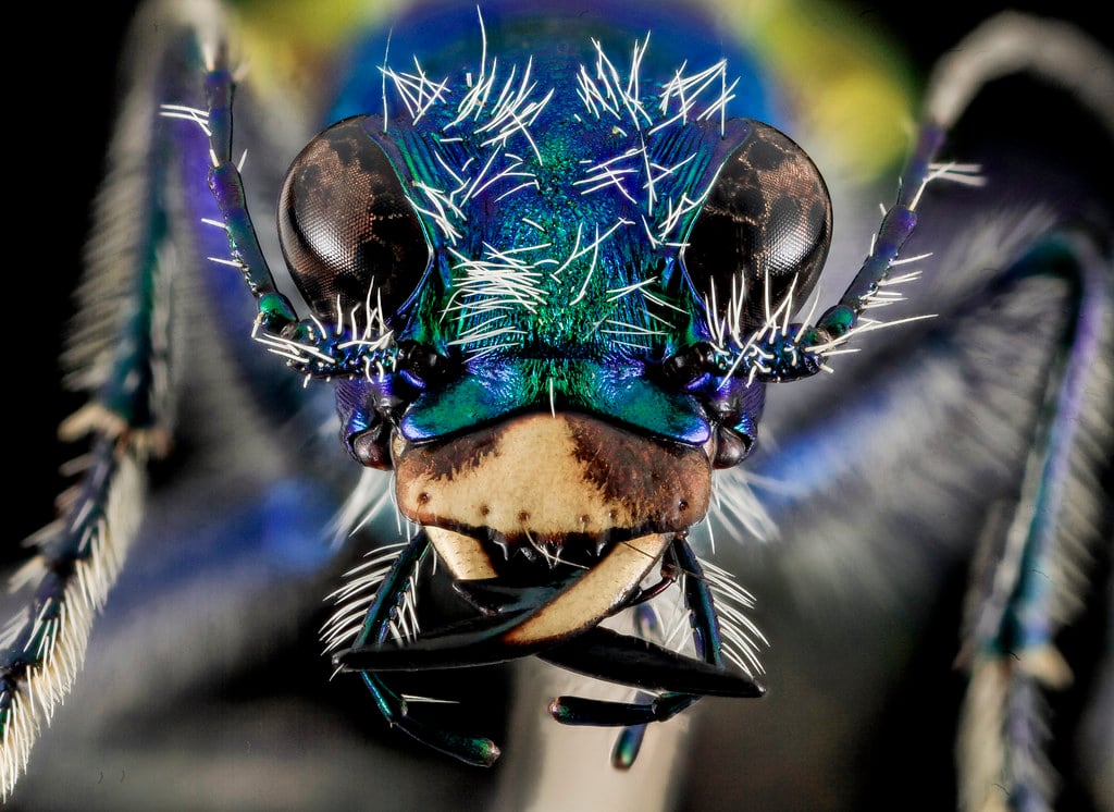 A metallic blue tiger beetle viewed head-on.