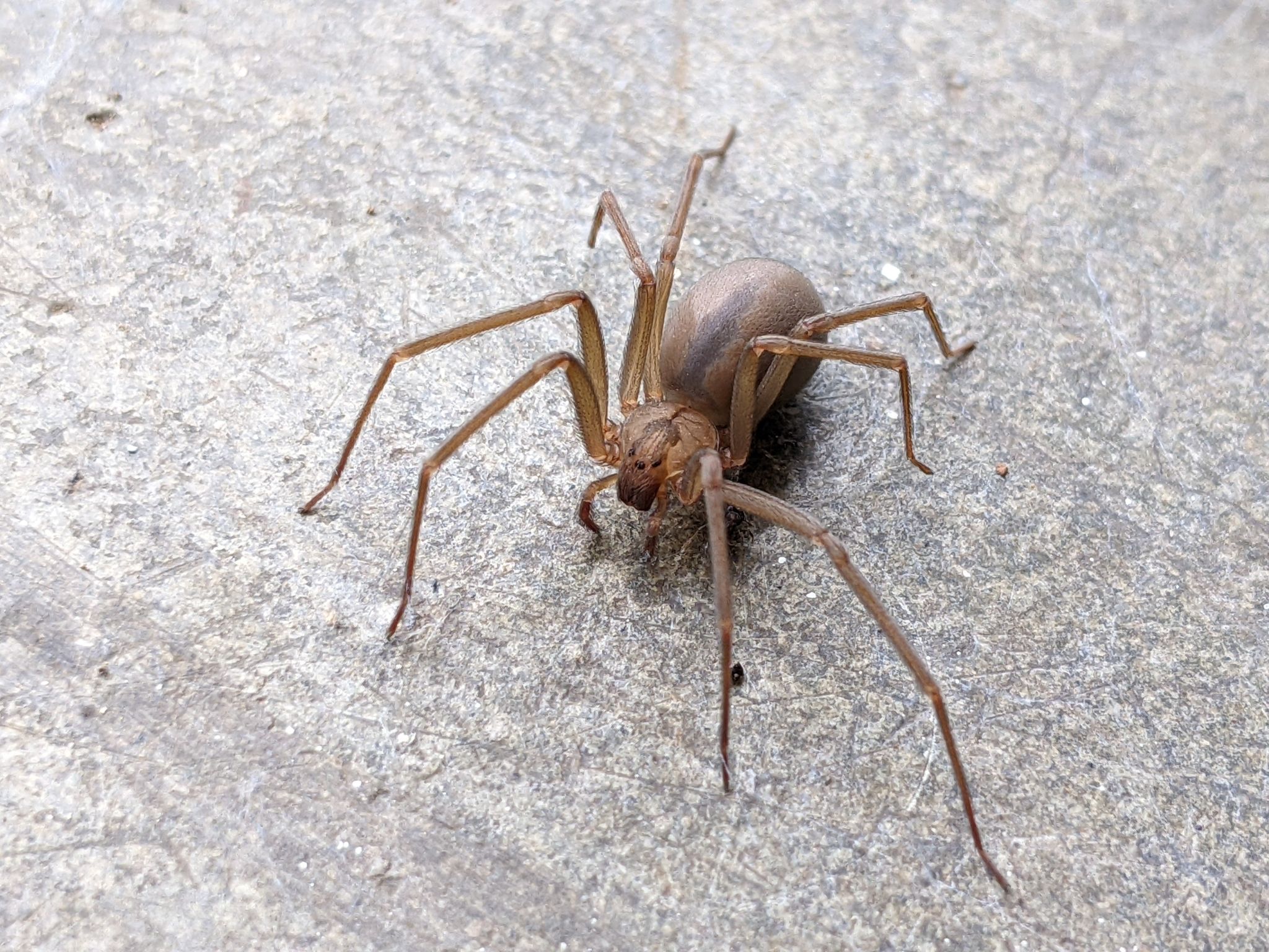 What are the most dangerous bugs?