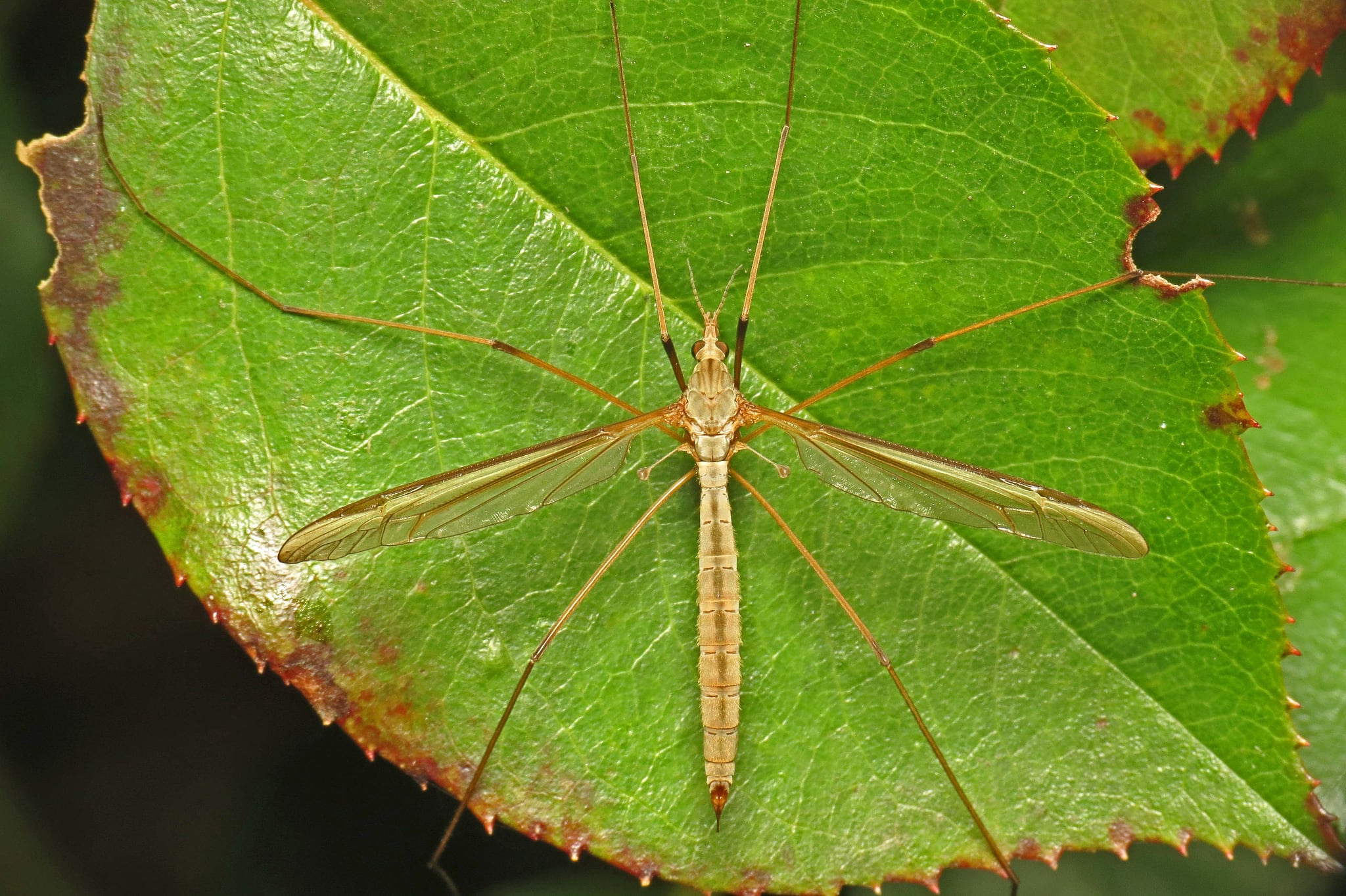 Female Tipula oleracea (marsh crane fly)