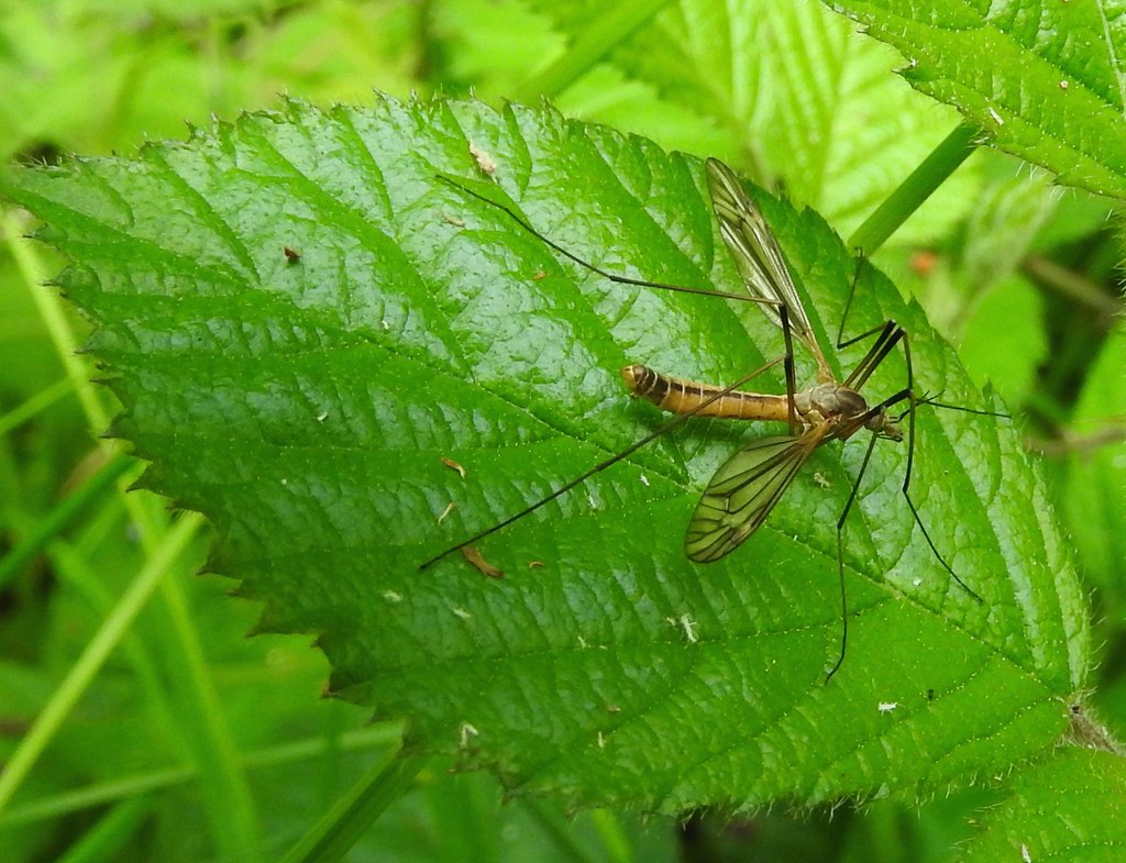 Crane flies are more interesting than the giant-mosquito myth