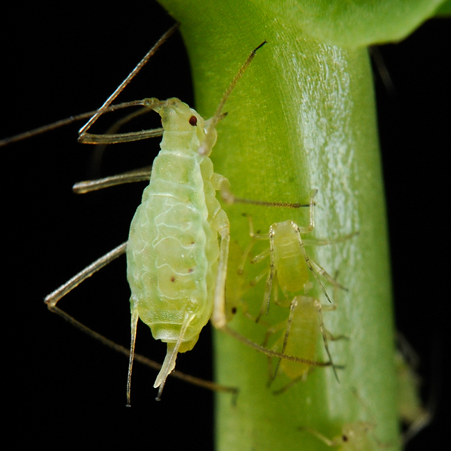Acyrthosiphon pisum (pea aphid)