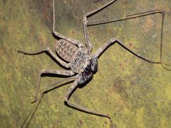 Paraphrynus by (c) fede2cr, some rights reserved (CC BY), uploaded by fede2cr. Used under a CC-BY license.
