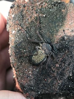 Phrynus marginemaculatus by (c) Jared Shorma, some rights reserved (CC BY), uploaded by Jared Shorma. Used under a CC-BY license.