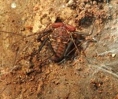 Phrynus operculatus by (c) Francisco Farriols Sarabia, some rights reserved (CC BY), uploaded by Francisco Farriols Sarabia. Used under a CC-BY license.