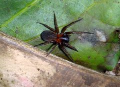 Ageleninae by no rights reserved, uploaded by Peter de Lange. Used under a CC0 license.