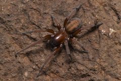 Callobius pictus by no rights reserved, uploaded by Braden J. Judson. Used under a CC0 license.