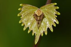 Acacesia by (c) Eridan Xharahi, some rights reserved (CC BY), uploaded by Eridan Xharahi. Used under a CC-BY license.