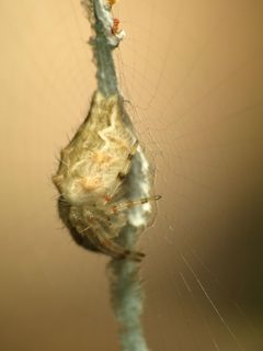 Allocyclosa bifurca by (c) Katja Schulz, some rights reserved (CC BY). Used under a CC-BY license.