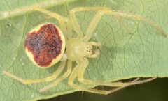 Araneus alboventris by (c) skitterbug, some rights reserved (CC BY), uploaded by skitterbug. Used under a CC-BY license.