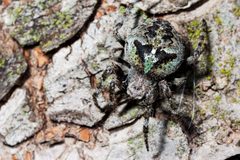 Araneus andrewsi by (c) Ken-ichi Ueda, some rights reserved (CC BY). Used under a CC-BY license.