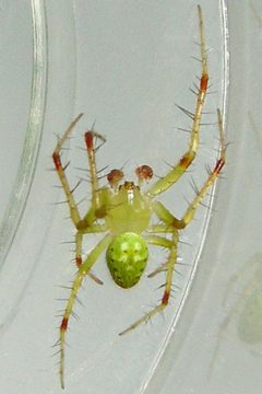 Araneus cingulatus by (c) Bill Keim, some rights reserved (CC BY). Used under a CC-BY license.