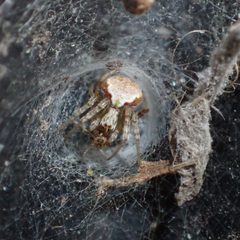 Araneus detrimentosus by (c) dhasdf, some rights reserved (CC BY). Used under a CC-BY license.