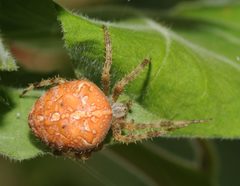 Araneus diadematus by (c) Thomas Bresson, some rights reserved (CC BY). Used under a CC-BY license.