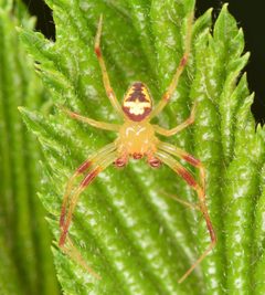 Araneus guttulatus by (c) skitterbug, some rights reserved (CC BY), uploaded by skitterbug. Used under a CC-BY license.