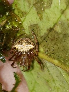 Araneus partitus by (c) Mark Richman, some rights reserved (CC BY), uploaded by Mark Richman. Used under a CC-BY license.