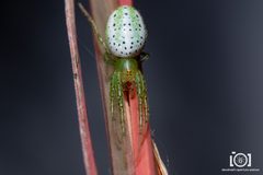 Araneus tuscarora by no rights reserved, uploaded by Lyn Roueche. Used under a CC0 license.