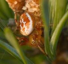 Araniella displicata by (c) Michael Hohner (Mhohner), some rights reserved (CC BY). Used under a CC-BY license.