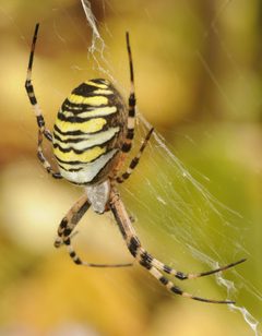 Argiope bruennichi by (c) Thomas Bresson, some rights reserved (CC BY). Used under a CC-BY license.