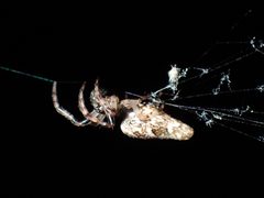 Cyclosa caroli by (c) John P Friel, some rights reserved (CC BY), uploaded by John P Friel. Used under a CC-BY license.