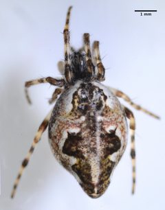 Cyclosa conica by (c) Don Loarie, some rights reserved (CC BY). Used under a CC-BY license.