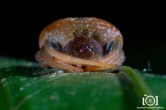 Mastophora bisaccata by no rights reserved, uploaded by Lyn Roueche. Used under a CC0 license.