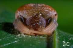 Mastophora bisaccata by no rights reserved, uploaded by Lyn Roueche. Used under a CC0 license.