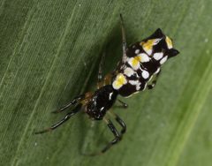 Micrathena funebris by (c) jcowles, some rights reserved (CC BY), uploaded by jcowles. Used under a CC-BY license.