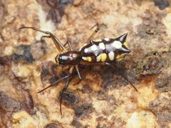 Micrathena funebris by no rights reserved, uploaded by Zygy. Used under a CC0 license.