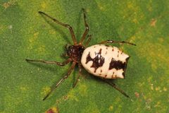 Micrathena mitrata by (c) Judy Gallagher, some rights reserved (CC BY). Used under a CC-BY license.