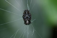 Wagneriana tauricornis by (c) dinesh rao, some rights reserved (CC BY). Used under a CC-BY license.