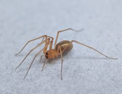 Cithaeronidae by (c) Jean Martins, some rights reserved (CC BY), uploaded by Jean Martins. Used under a CC-BY license.