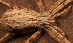 Philodromidae by (c) Wynand Uys, some rights reserved (CC BY), uploaded by Wynand Uys. Used under a CC-BY license.