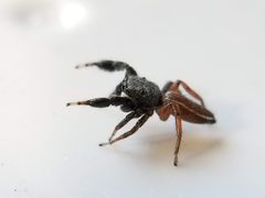 Metacyrba taeniola similis by (c) Toby, some rights reserved (CC BY), uploaded by Toby. Used under a CC-BY license.