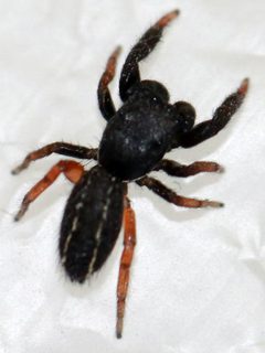 Metacyrba taeniola similis by (c) Catherine C. Galley, some rights reserved (CC BY), uploaded by Catherine C. Galley. Used under a CC-BY license.