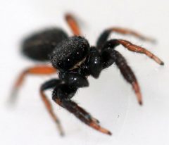 Metacyrba taeniola similis by (c) Catherine C. Galley, some rights reserved (CC BY), uploaded by Catherine C. Galley. Used under a CC-BY license.