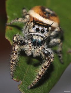 Phidippus arizonensis by (c) David Hill, some rights reserved (CC BY). Used under a CC-BY license.