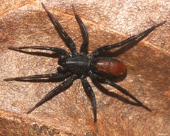 Castianeira descripta by (c) David Hill, some rights reserved (CC BY). Used under a CC-BY license.