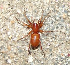 Castianeira trilineata by (c) Gordon C. Snelling, some rights reserved (CC BY), uploaded by Gordon C. Snelling. Used under a CC-BY license.