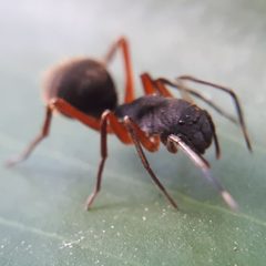 Myrmecotypus by no rights reserved, uploaded by andré. Used under a CC0 license.