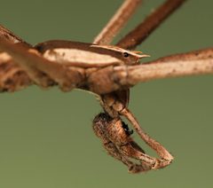 Deinopidae by (c) Wynand Uys, some rights reserved (CC BY), uploaded by Wynand Uys. Used under a CC-BY license.