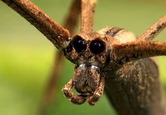 Deinopidae by (c) Wynand Uys, some rights reserved (CC BY), uploaded by Wynand Uys. Used under a CC-BY license.