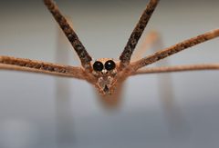 Deinopidae by no rights reserved, uploaded by Joshua S. Martin. Used under a CC0 license.