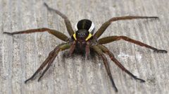 Dolomedes by (c) Annika Lindqvist, some rights reserved (CC BY), uploaded by Annika Lindqvist. Used under a CC-BY license.