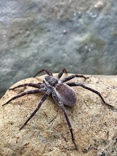 Dolomedes by no rights reserved, uploaded by Liam Clayton Media. Used under a CC0 license.