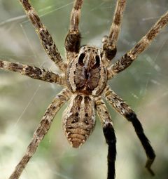 Dolomedes by (c) Steve Kerr, some rights reserved (CC BY), uploaded by Steve Kerr. Used under a CC-BY license.