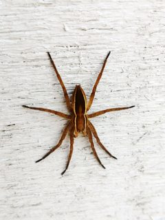 Dolomedes striatus by (c) Susan Blayney, some rights reserved (CC BY), uploaded by Susan Blayney. Used under a CC-BY license.