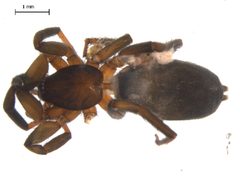 Drassyllus insularis by (c) Gergin Blagoev, Biodiversity Intitute of Ontario, some rights reserved (CC BY). Used under a CC-BY license.